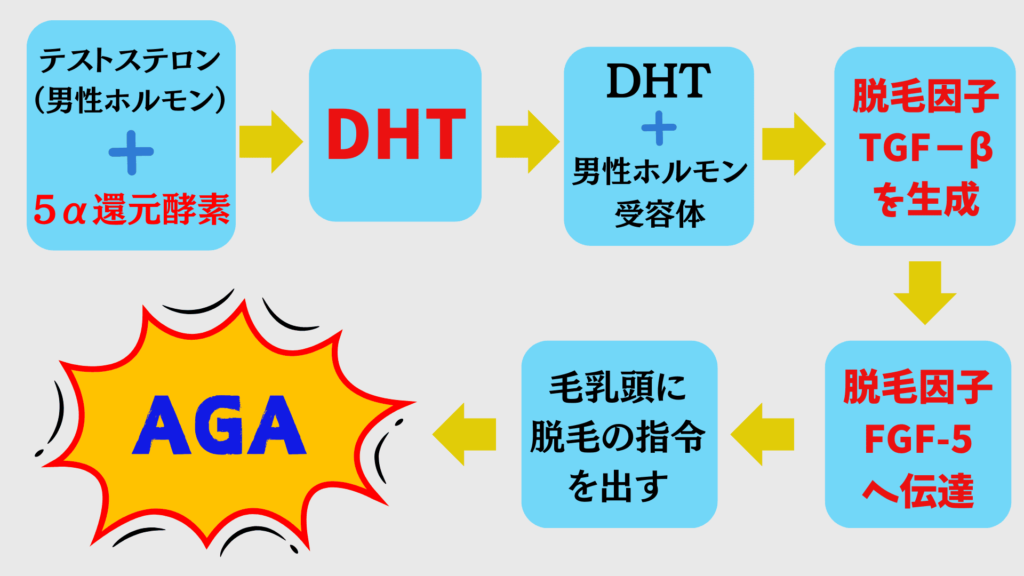 AGAを起こす原因を図解